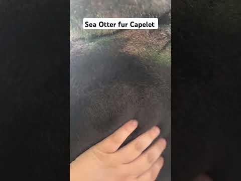 Sea Otter fur Capelet